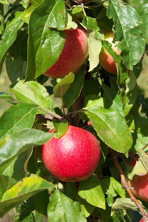 May 21, 2020 · how to dwarf an apple tree. Vern Nelson: The designation 'dwarf' is relative; don't ...