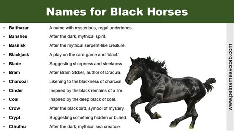 Common Names For Black Horses Pet Names Vocab