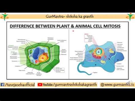 Check spelling or type a new query. DIFFERENCE BETWEEN PLANT AND ANIMAL CELL MITOSIS - YouTube