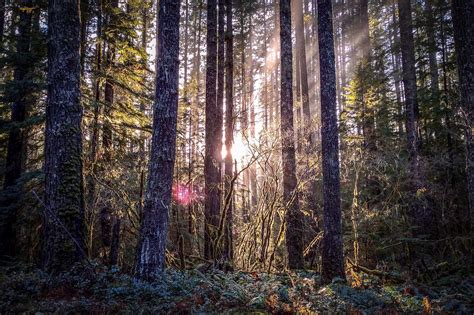 Sunlight Through Trees At Ford Pinchot National Forest Washington