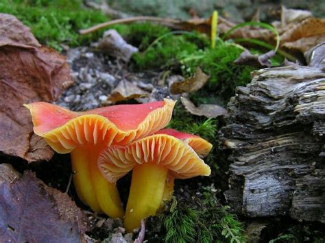 Colorful Toadstool Fungi Stuffed Mushrooms Slime Mould