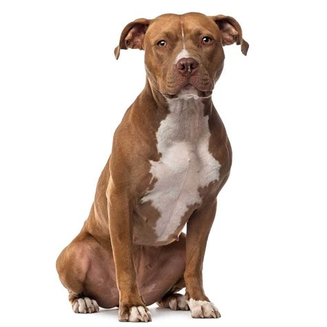Courageous and strong, the american staffordshire terrier (am staff)'s athletic. American Staffordshire Terrier Dog Breed » Everything ...