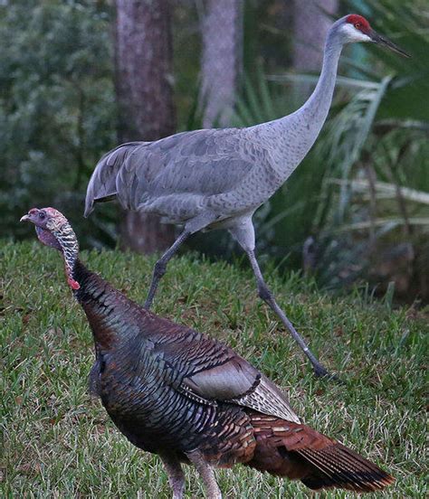 Photo Of Florida Wild Turkey With Sandhill Crane Tribunedigital