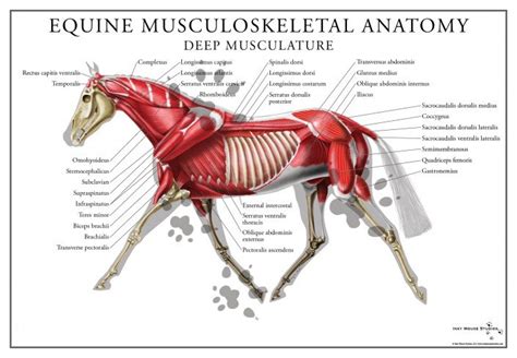 Located immediately below the skin) muscles of the body. Products Available for Purchase or Licensing