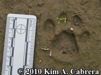I thought my tracked bobcat couldn't get stuck. Animal Tracks - Bobcat Track Photos (Felis rufus or Lynx rufus) Page 5