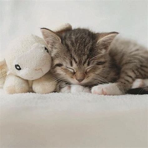 101 Cats Snuggling With Stuffed Animals Sleeping Kitten Cats And