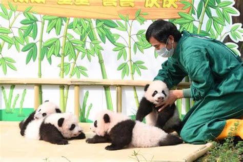 Number Of Captive Pandas Increases To 600 Globally The Financial Express