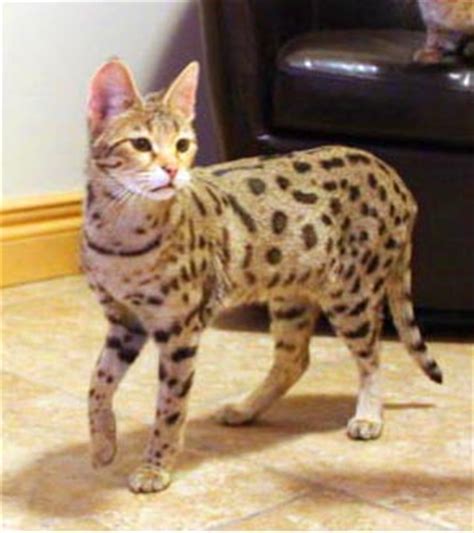 Check out our savannah cat selection for the very best in unique or custom, handmade pieces from our shops. F2 Queens Savannah Cats & Kittens | Page 2 of 2 | Select ...