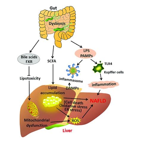 A Schematic Diagram Demonstrating The Contribution Of The Gut Liver