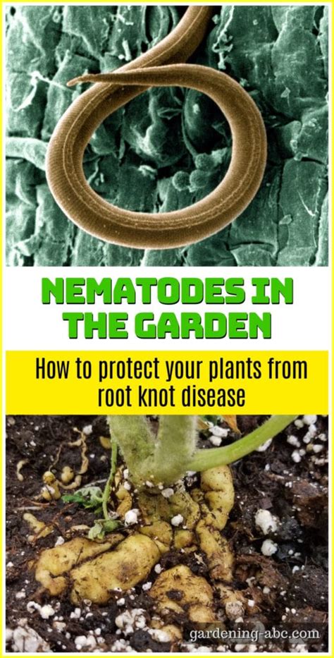 What Are Nematodes How To Control Nematodes In The Garden