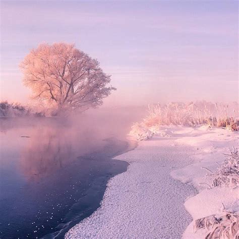 Snow Photography Winter Art Design Landscape Trees Pink