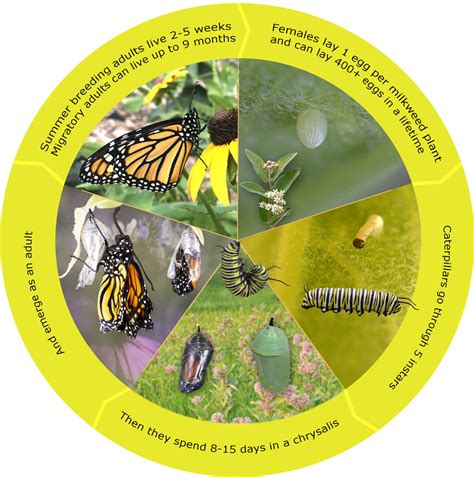Monarch Butterfly Basics