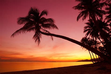Tropical Sunset Weeping Palm Trees Silhouette Shore Ocean Sea Beach
