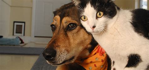 Once you have selected a potential new cat, ask the shelter or breeder if you can take home a blanket the cat has slept on to give to your resident kitty. Ways To Introduce Dogs And Cats To Each Other - Doggie Outpost