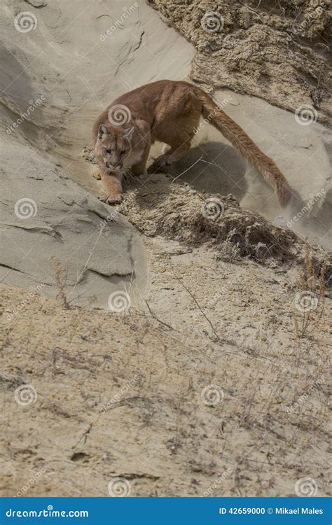 Agitated Mountain Lion Stalking On Ledge Stock Photo Image Of Jumping