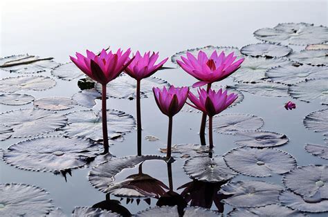 Water Lily In A Lake In Old Sukhothai Thailand Photograph By Thomas