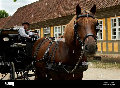 Horse Drawn Carriage In The Old Town Den Gamle By Aarhus Stock Photo