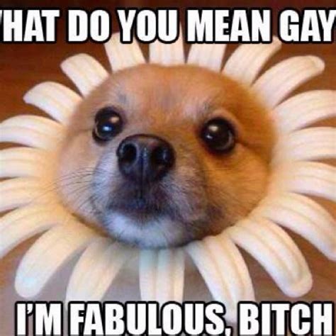 Gay Gay Meme Pride Lgbt Dog Memes Pinterest