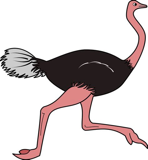 Download Bird Ostrich Animal Royalty Free Vector Graphic Pixabay