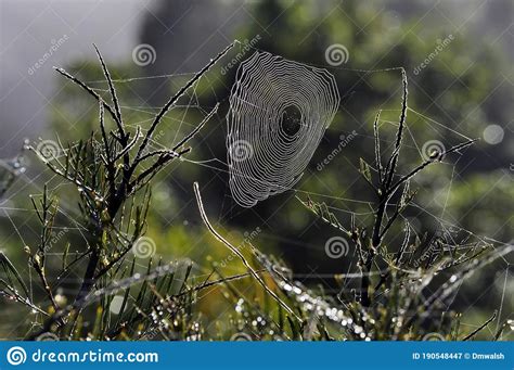 Morning Spiders Web Strung Between Plants Stock Image Image Of