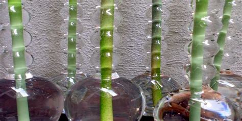 Entdecke rezepte, einrichtungsideen, stilinterpretationen und andere ideen zum ausprobieren. PLANTAS, FLORES Y VELAS ....Para decorar, para disfrutar ...