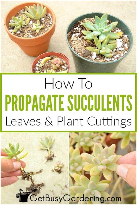 How To Propagate Succulents In 5 Easy Steps Get Busy Gardening