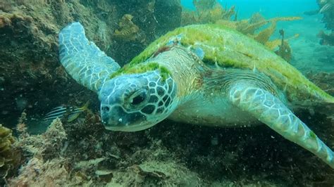 Life Below The Water Green Sea Turtles Youtube