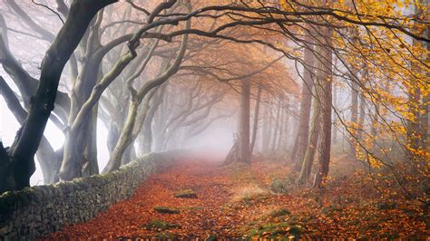 Trees And Falling Leaves On Path With Morning Fog During Fall 4k 8k Hd