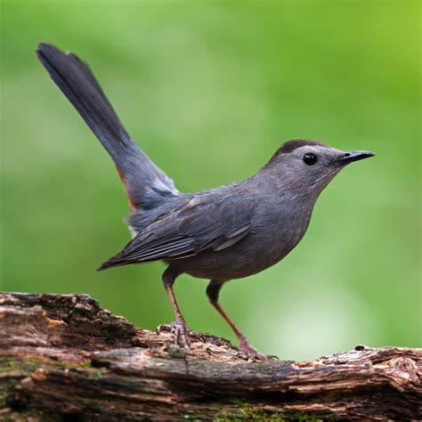 Gray Catbird Call Nest Migration Diet Facts