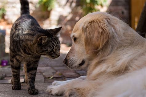 Tabby Cat Meets Golden Retriever Stock Photo Download Image Now Istock