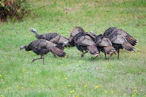 photographing maine wild turkeys