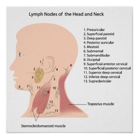 Human Lymph Diagram