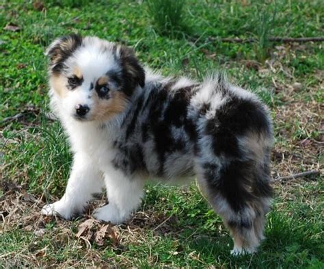 I Will Own An Aussie One Day Mini Aussie Puppy Aussie Puppies Cute