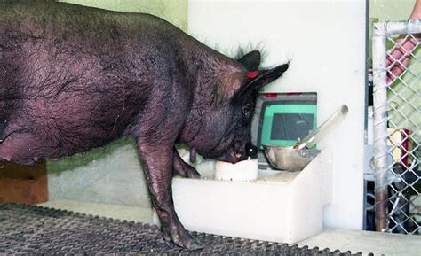 Scientists Discover That Pigs Can Play Video Games Modern Farmer