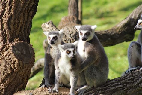 Ring Tailed Lemurs Brandywine Zoo