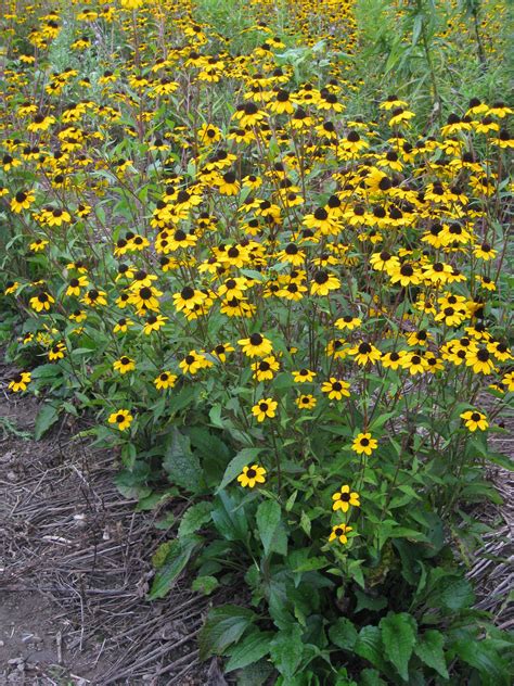 2 5 Tall Yellow Flowers With Dark Centers Bloom July September