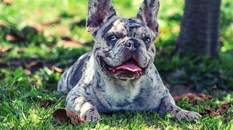 Blue Merle French Bulldogs A Rare And Unique Breed