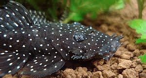 Zebra pleco (hypancistrus zebra) species | tropical fish hobbyist magazine. Gebang-Santai.blogspot.com: JENIS - JENIS IKAN BANDARAYA / IKAN PEMBERSIH / PLECO