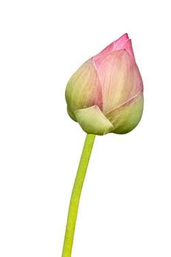 Bud definition and meaning | Collins English Dictionary