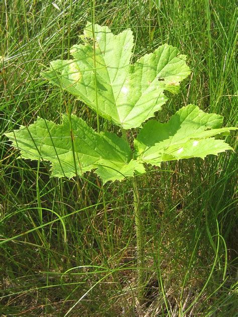 Juvenile Giant Hogweed Plant Nys Dec Flickr