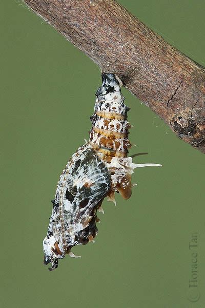 Butterflies Of Singapore Life History Of The Malay Lacewing