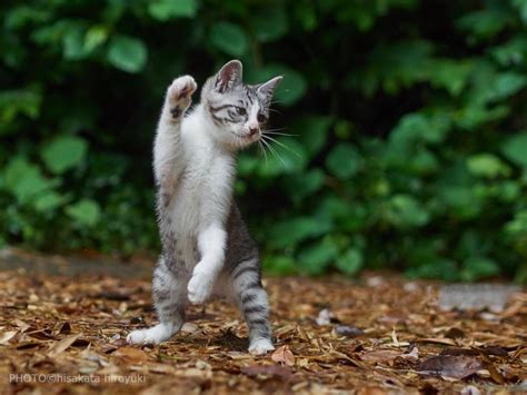 久方 広之 のら猫拳 On Twitter Dancing Animals Jumping Cat Dancing Cat