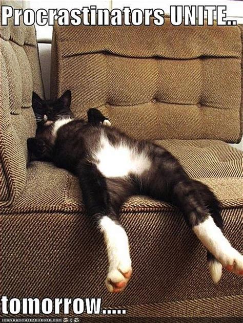 Lazy Cats Dump A Day