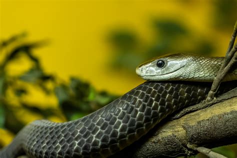 Huge Black Mamba Appears Next To Snake Catchers Face With Open Mouth