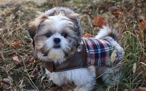48 Very Cute Shih Tzu Puppy Pictures And Photos