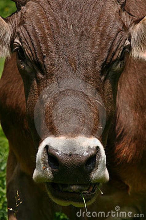 Ox Stock Image Image Of Mammal Farm Milk Farmer Agricultural 6312259