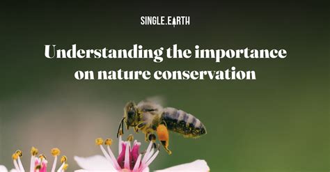Understanding Nature Conservation Why Is Nature Conservation Important