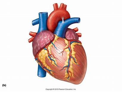 Diagram Heart Anatomy Circulatory Arteries Veins Organs