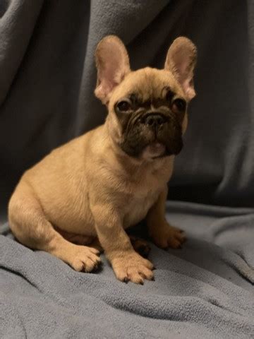 Your best bet to find a french bulldog puppy is to use the online breeder classifieds on the akc website to find local breeders near you. French Bulldog puppy dog for sale in East Haven, Connecticut