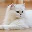 Persian Cat Breed  Facts Traits Health Vets Choice